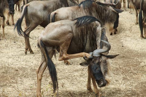 Mainland Safari