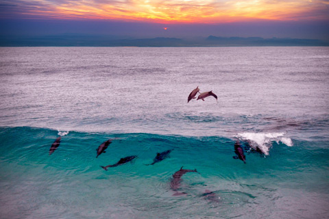 Swim with dolphins