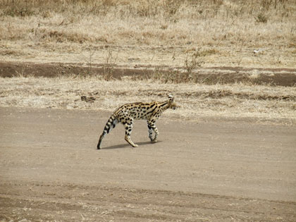 Mainland Safari