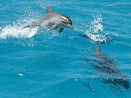 Swim with Dolphins