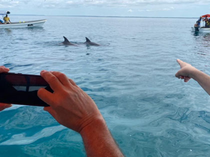 Swim with Dolphins