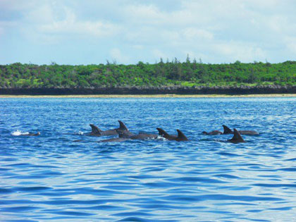 Swim with Dolphins