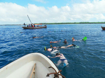 Swim with Dolphins