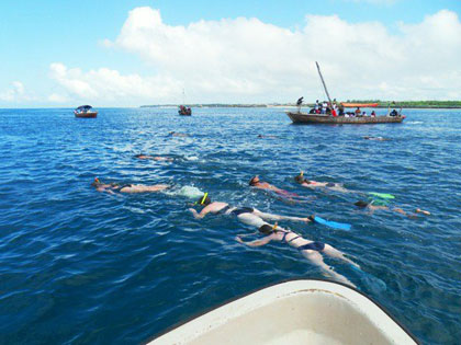 Swim with Dolphins